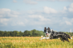 Border collie running through grass field 