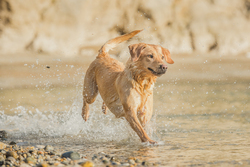 Dog jumping through the shallows