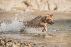 Dog running through the waves 