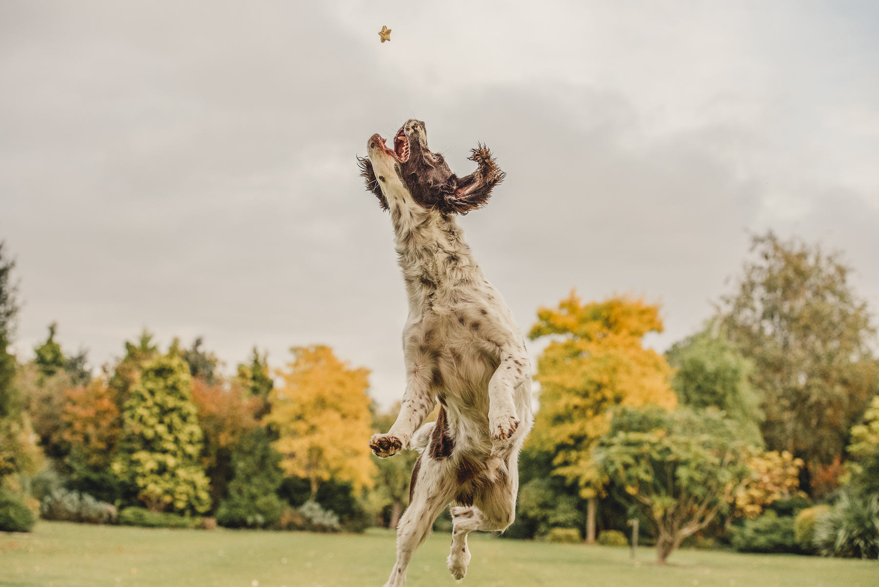 Spaniel jumping in the air for a treat