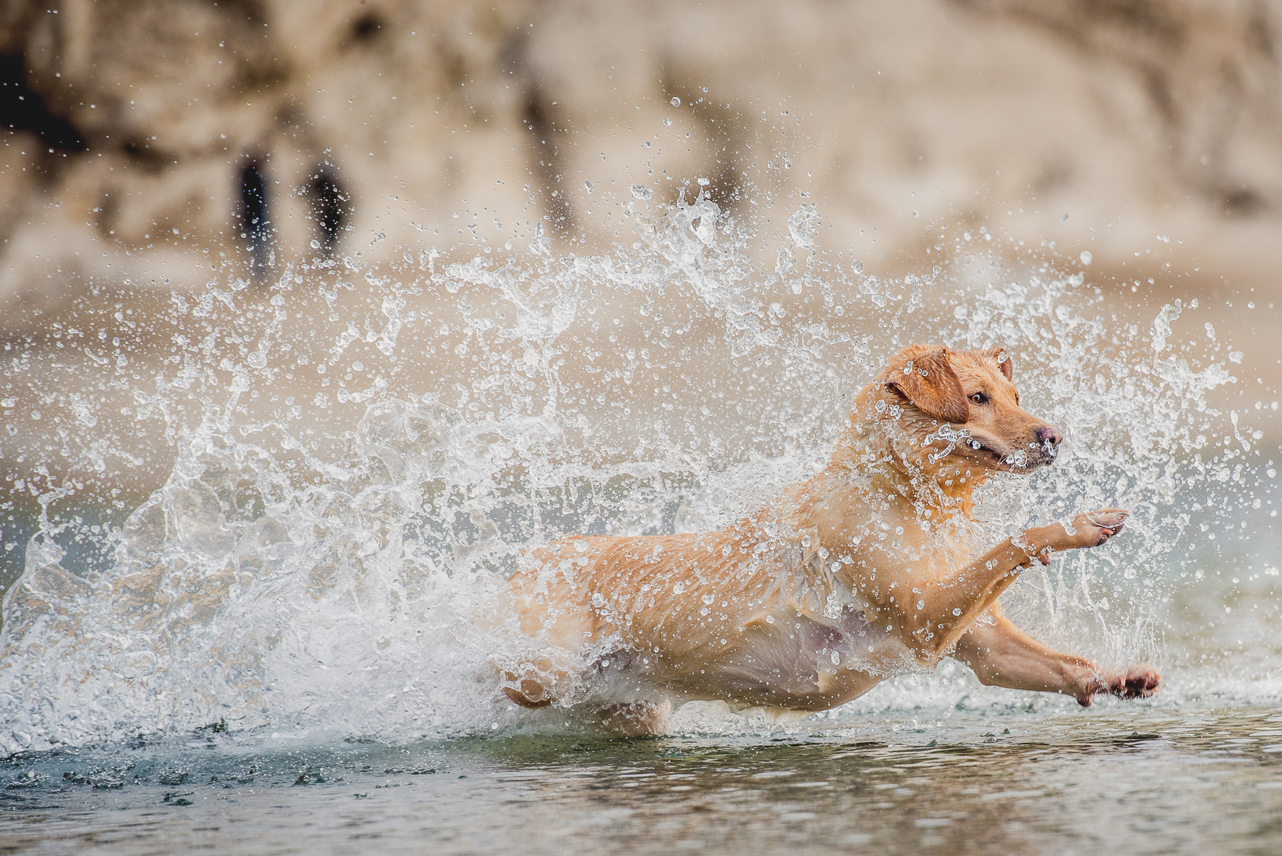 Labrador splashing in the sea