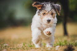 Puppy running 