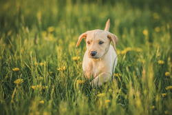 Yellow labrador puppy in a field