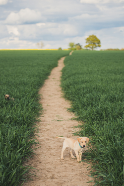 Puppy walking on a field path