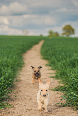 A terrier chasing a labrador puppy