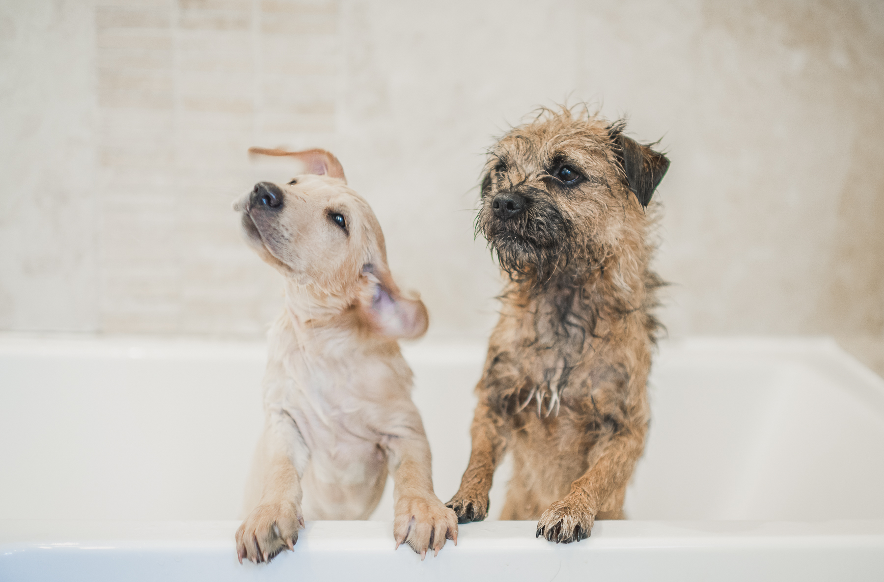 Labrador puppy and a border terrier standing on the edge of the bath