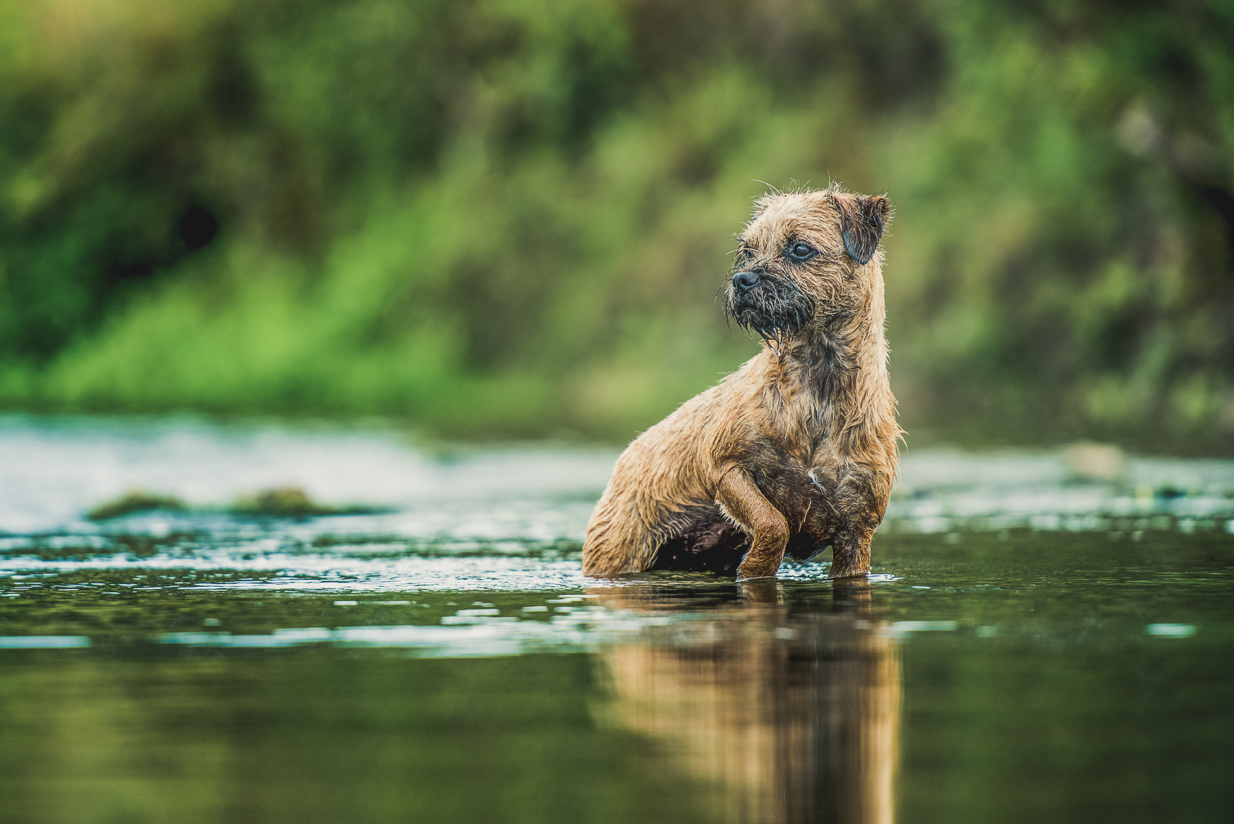 Terrier standing in a river 