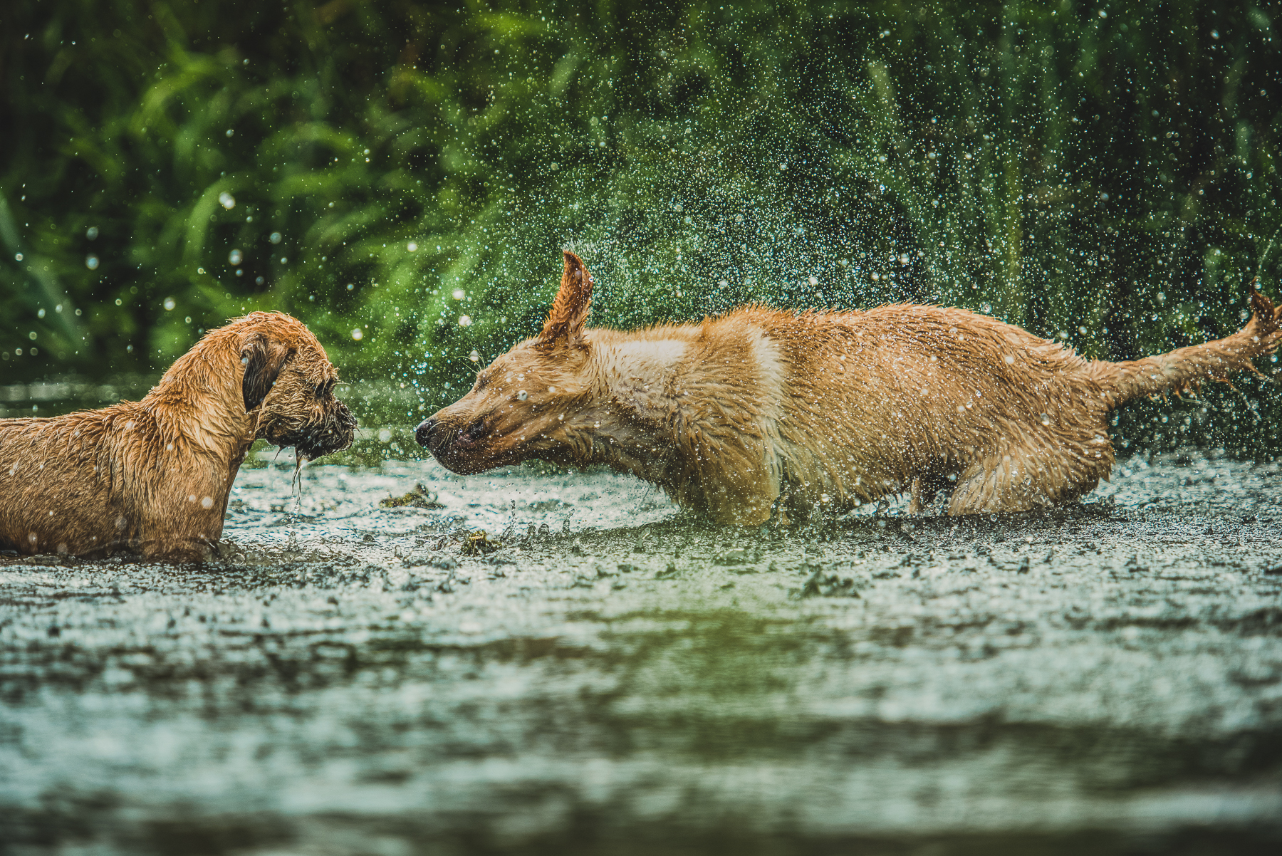 Dogs in a river with one shaking off the water