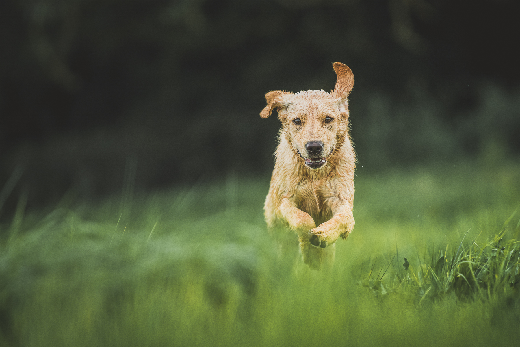 Labrador leaping through field 