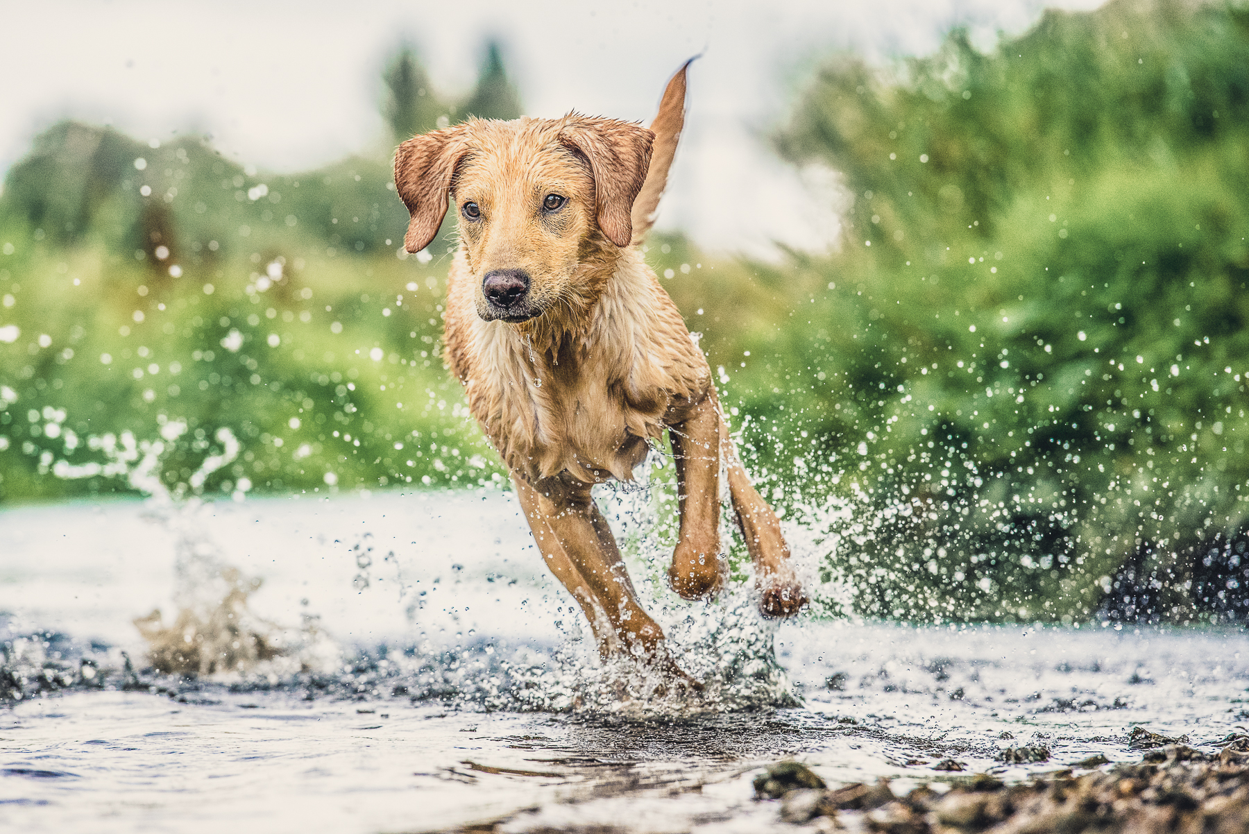 Dog running on the edge of a river