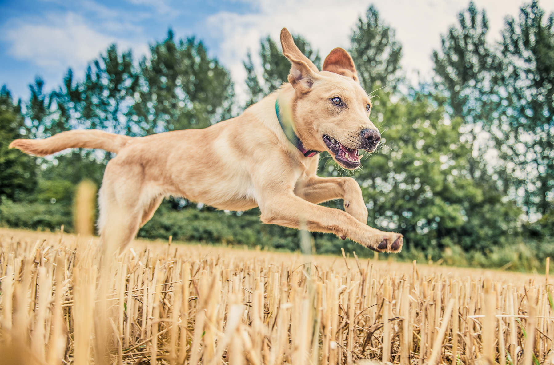 Side view of a labrador running through a field