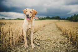 Dog sitting in old wheat field