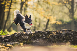 Border Collie leaping over wall