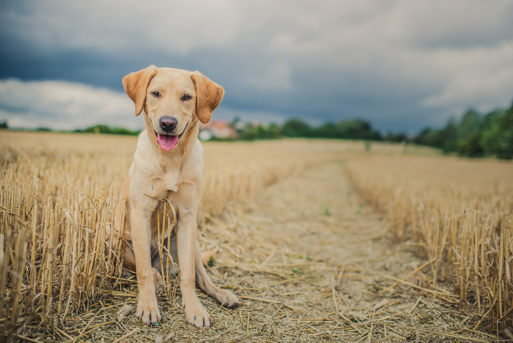 Labrador panting at the camera