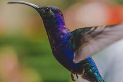 Violet Sabre Hummingbird