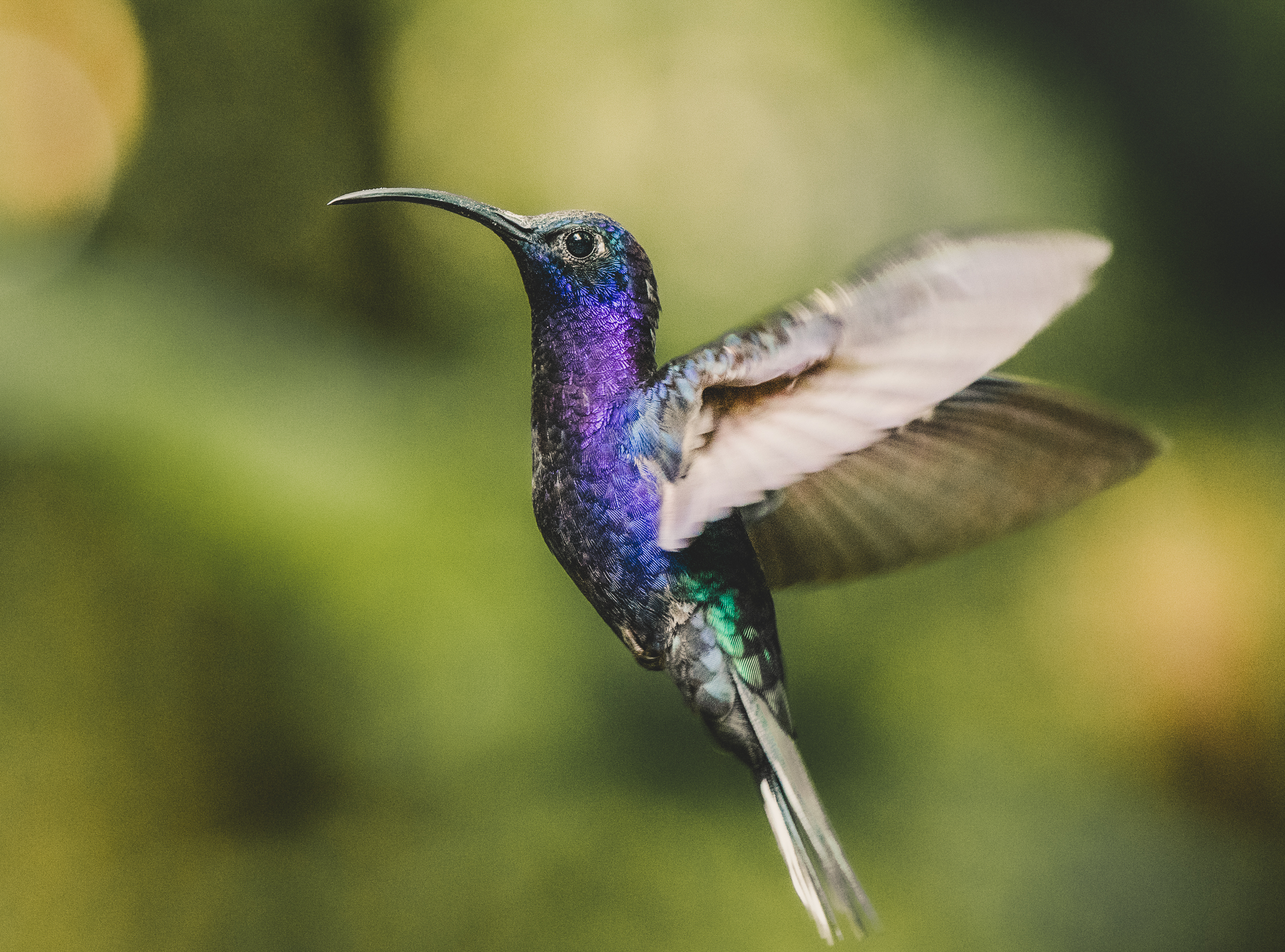 Blue and Purple Hummingbird