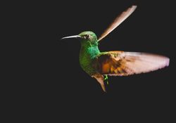 Green Hummingbird flying