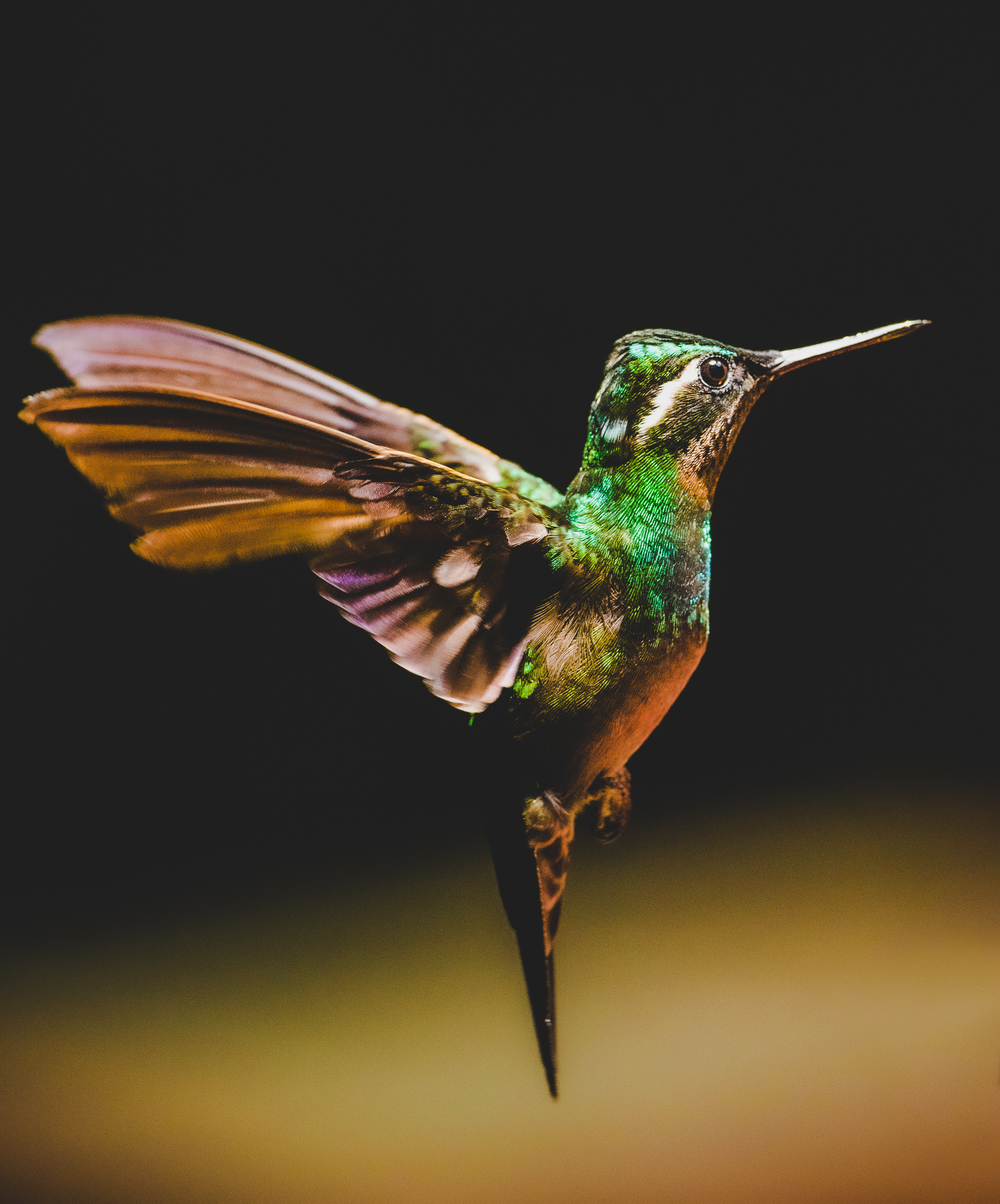 Flying hummingbird as seen from the side