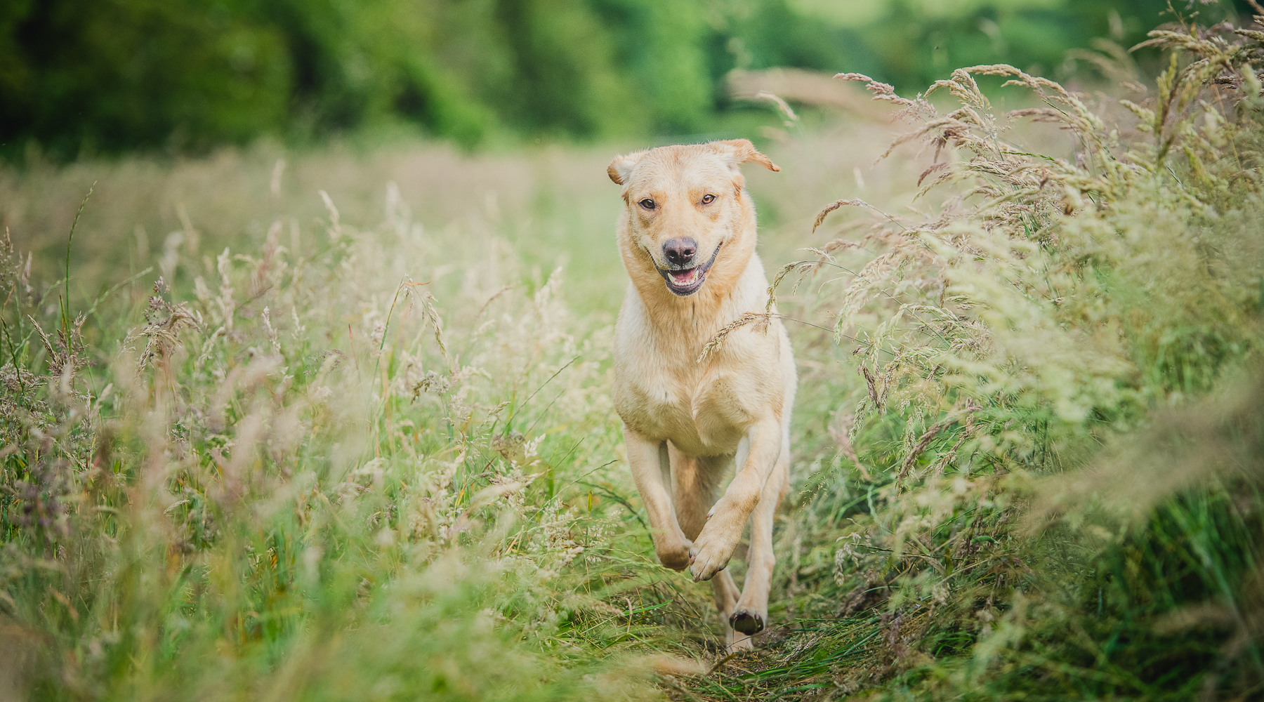 dog photography course in Oxfordshire