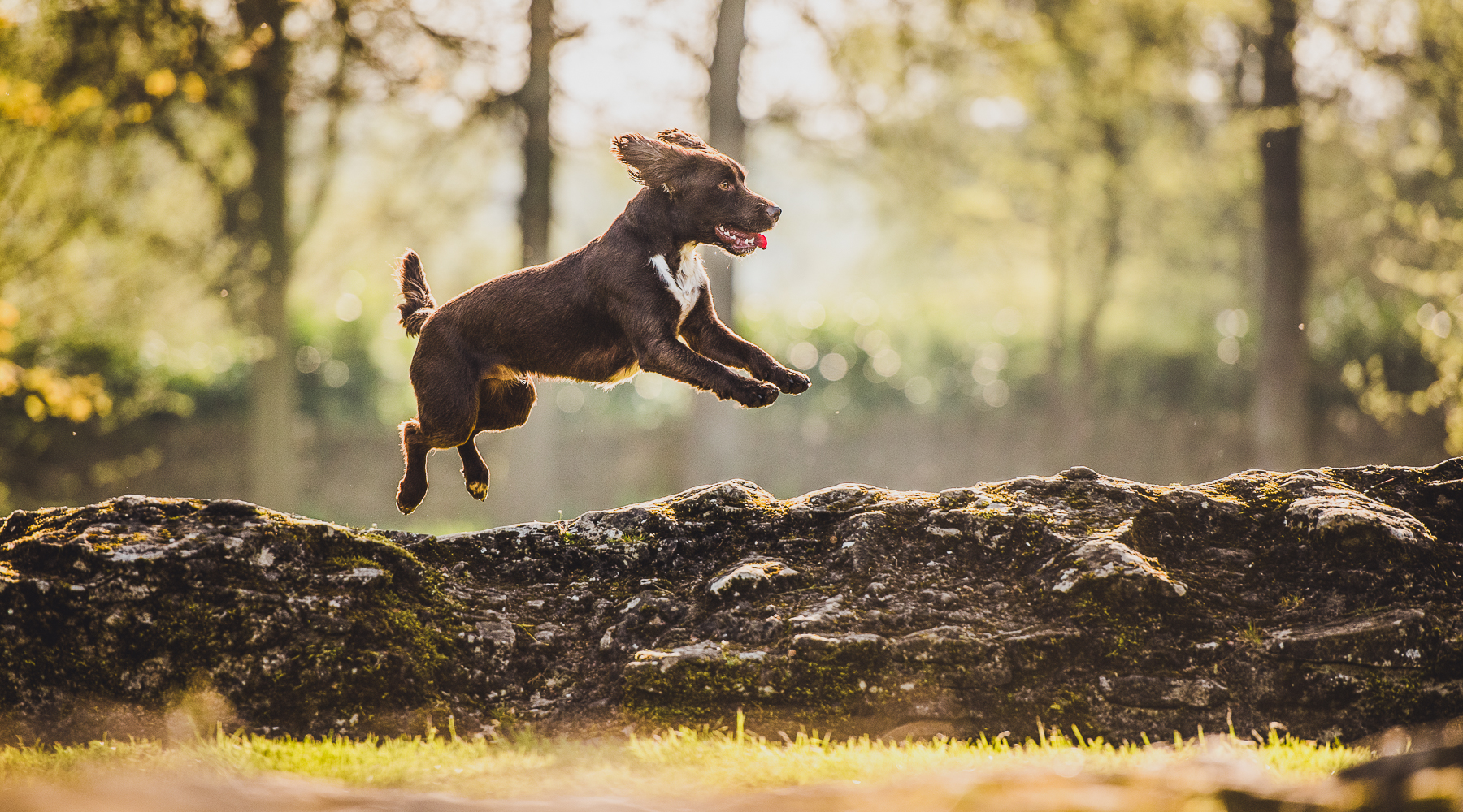 dog photography course in Oxfordshire