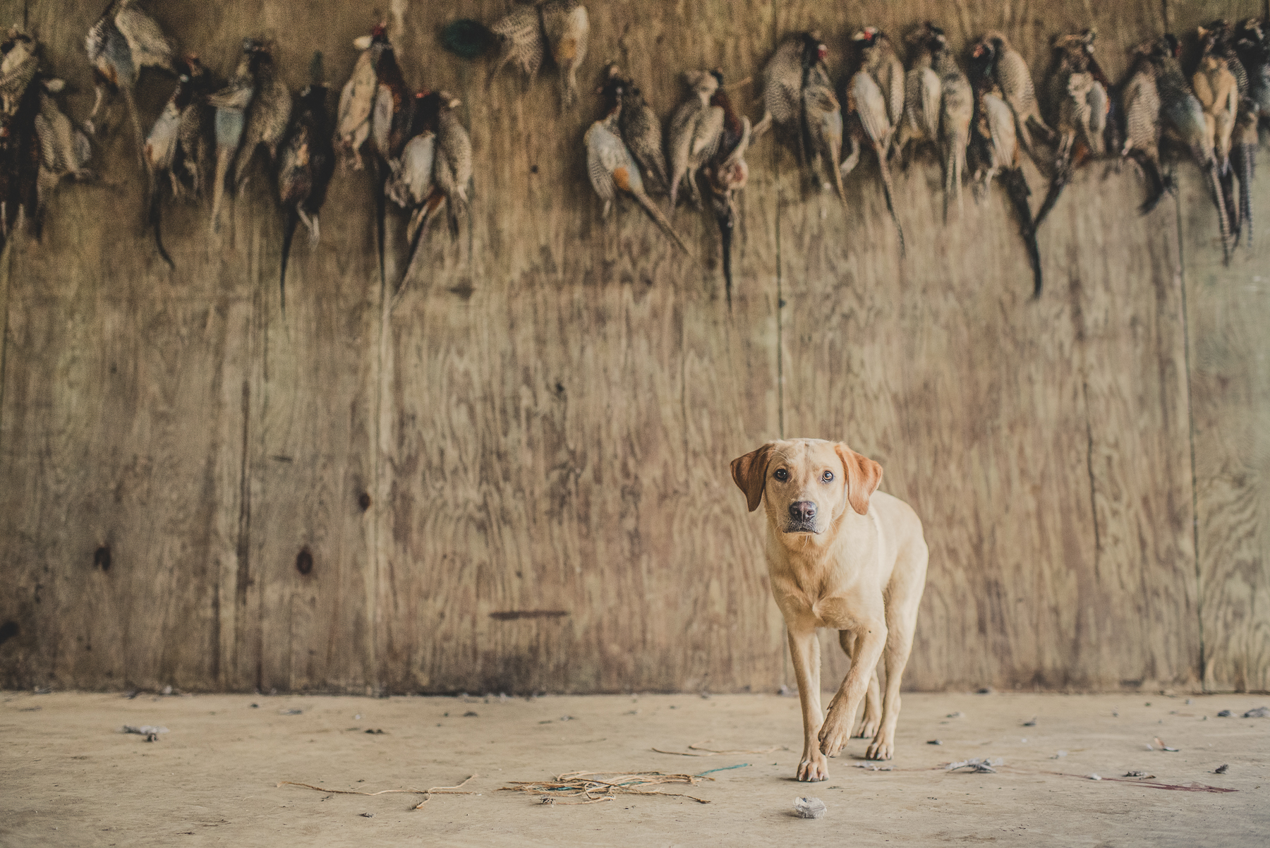 Yellow Labrador sitting under braces of shot pheasants walking towards camera