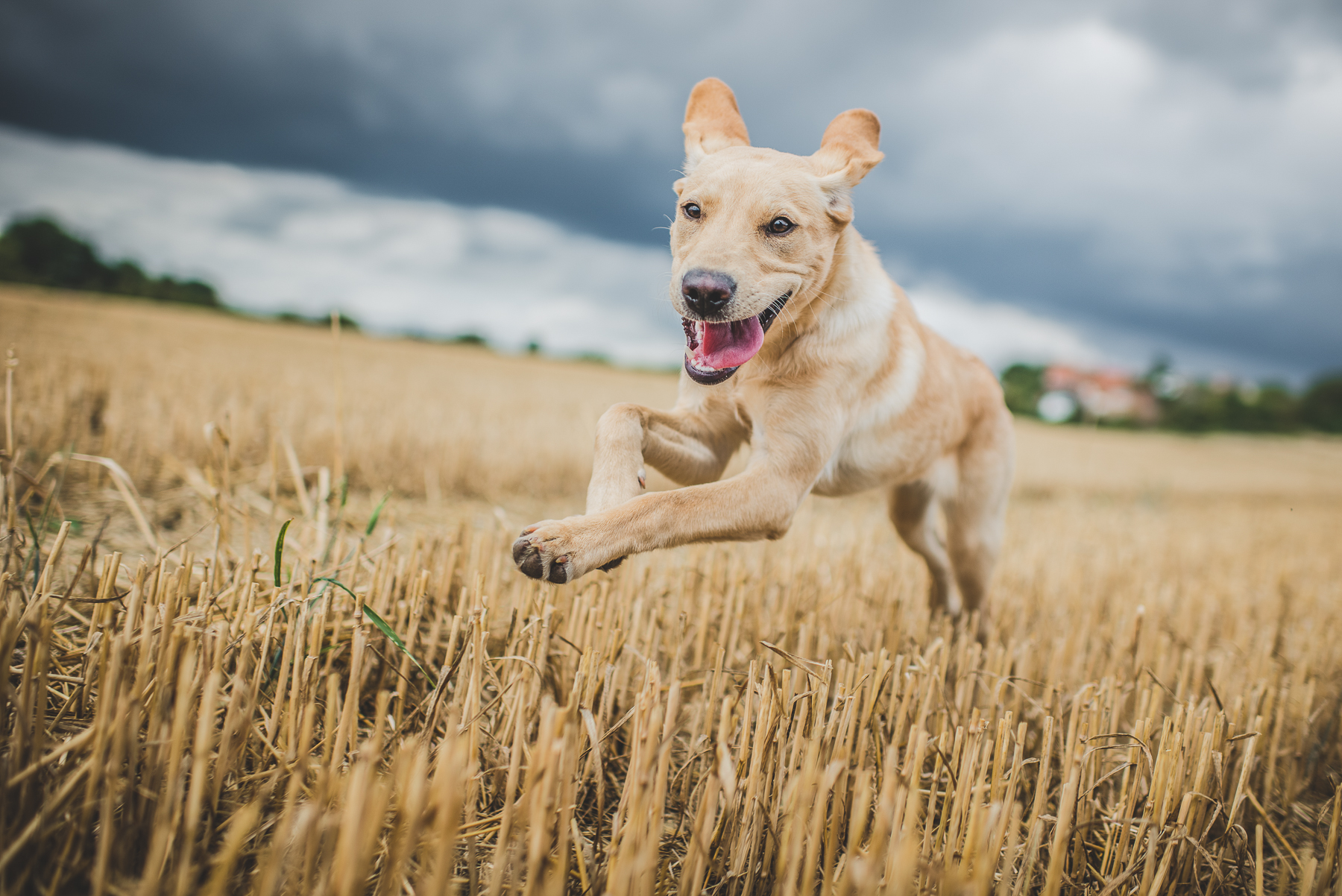Dog running through a harvested field