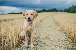 Yellow Labrador sitting on a path in a field