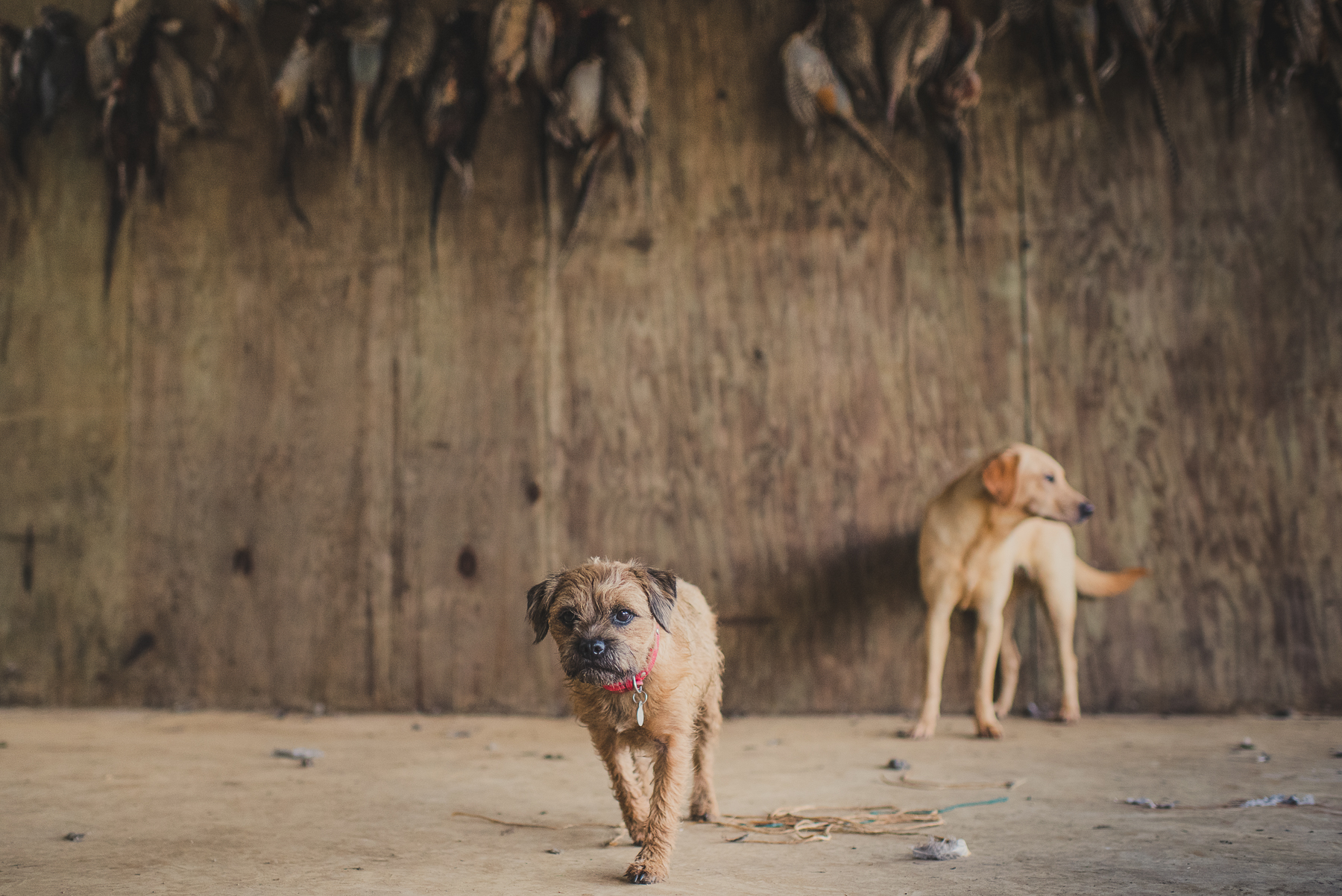 Border terrier and labrador 