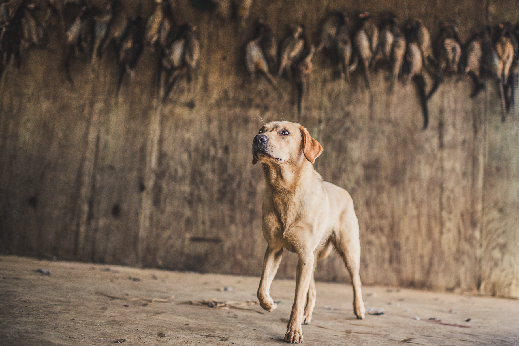 Yellow Labrador standing in barn under braces of pheasants