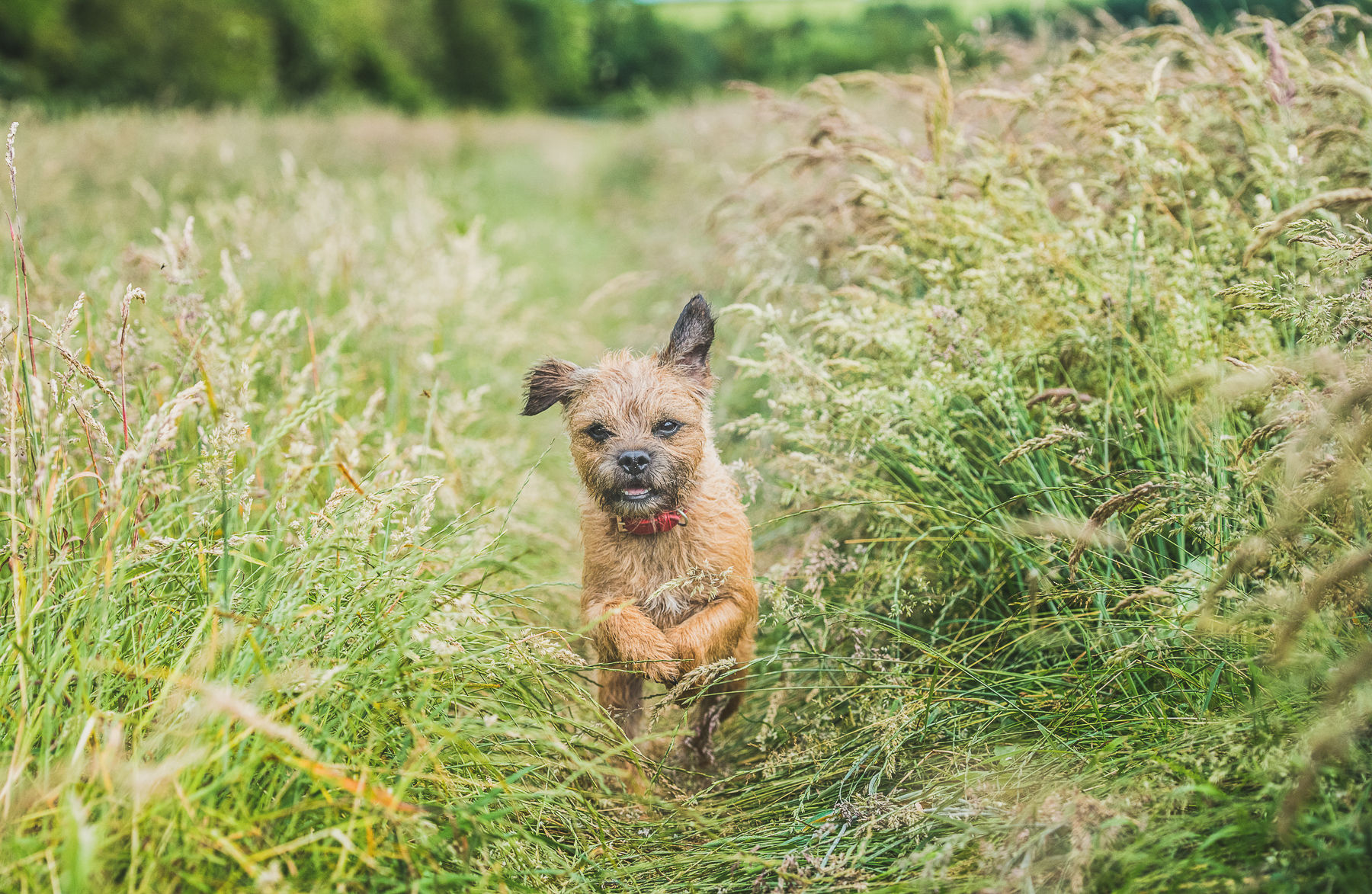 Border terrier running through field