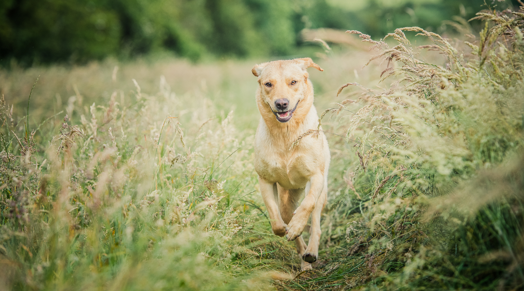Golden Labrador Bounding in grass field 
