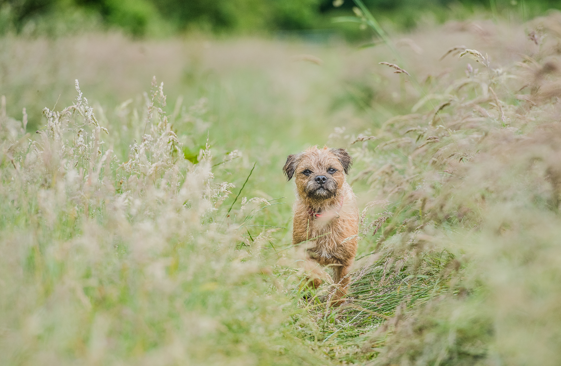 Border terrier standing in field 