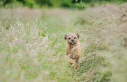 Border terrier standing in field 