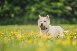 West highland terrier standing in buttercups