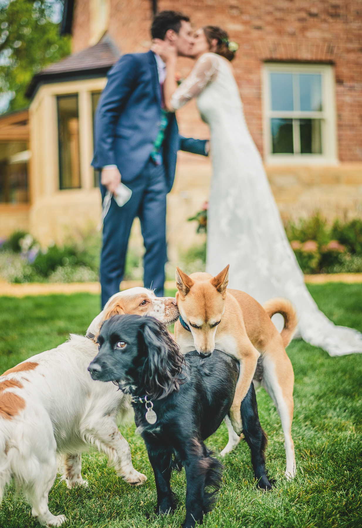 Funny Photo of dogs at a wedding