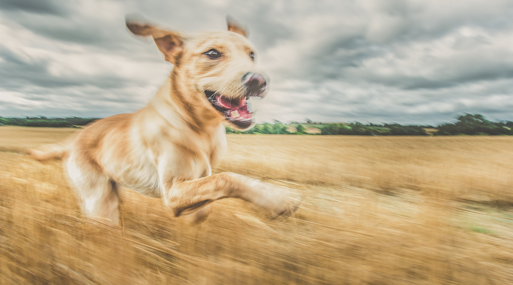 Yellow Labrador running through wheat field