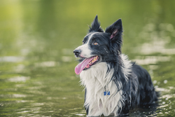Border collie standing in the river