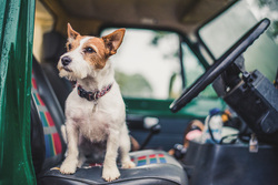Jack Russell sitting in front seat of Land Rover