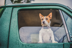 Jack Russell looking out of the window of a Land Rover