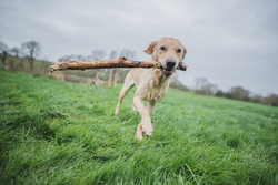 Wet golden labrador holding a stick 