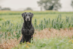 Black Labrador in field