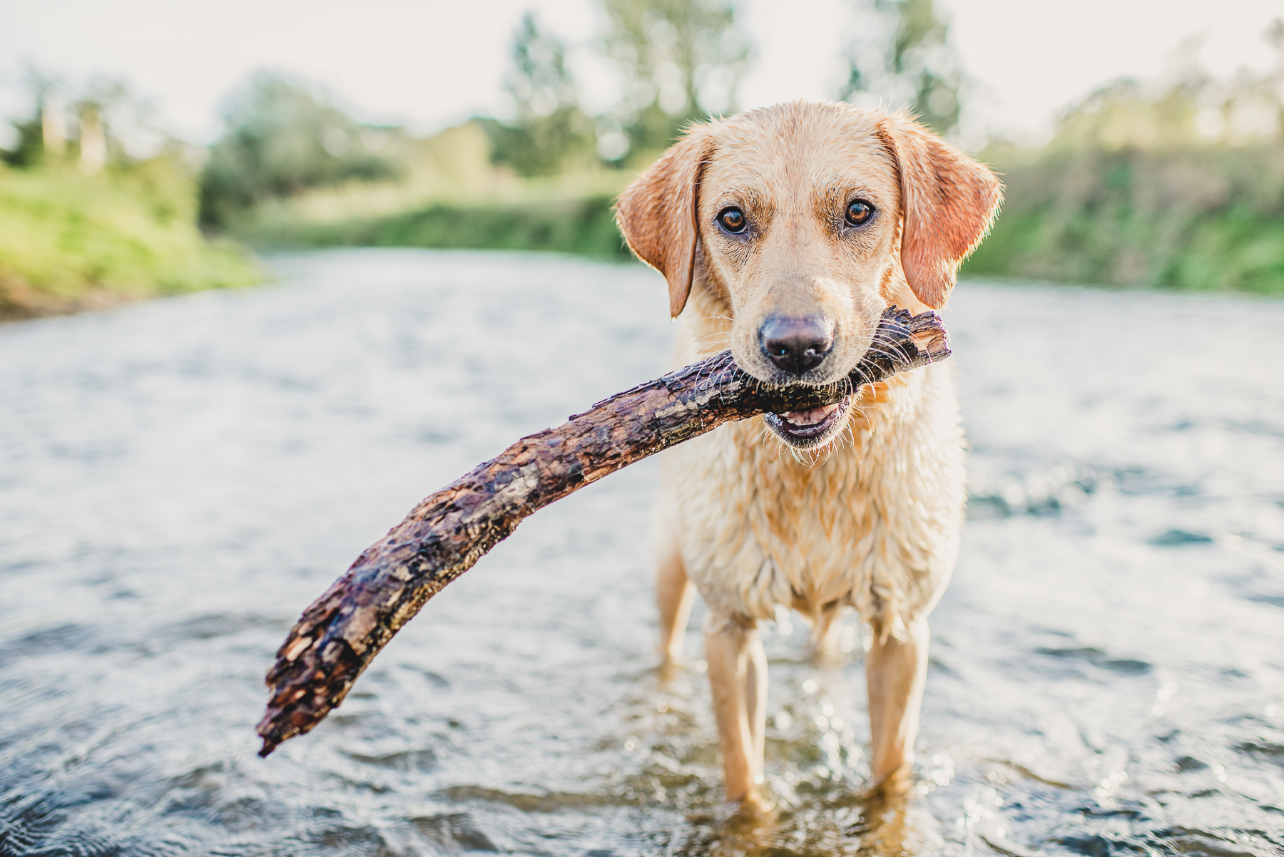 Yellow Labrador holding stick in the river 