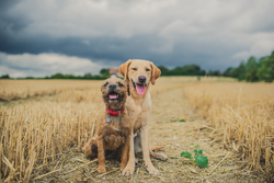 Border terrier and labrador sitting