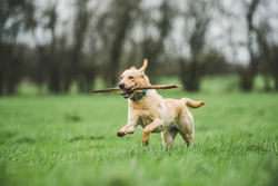 Golden labrador bounding over field with stick