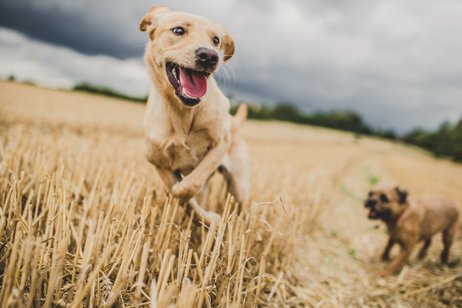 Yellow Labrador jumping away from border terrier in a wheat field
