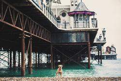 Border terrier standing underneath Brighton Pier