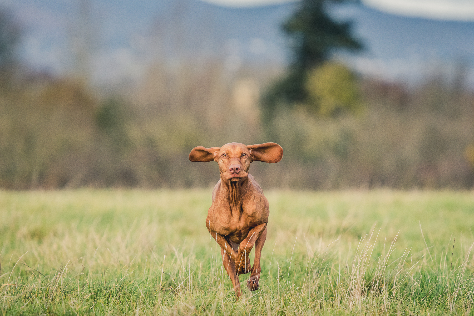 Vizsla running through field