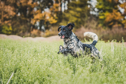 White and Black setter in field 