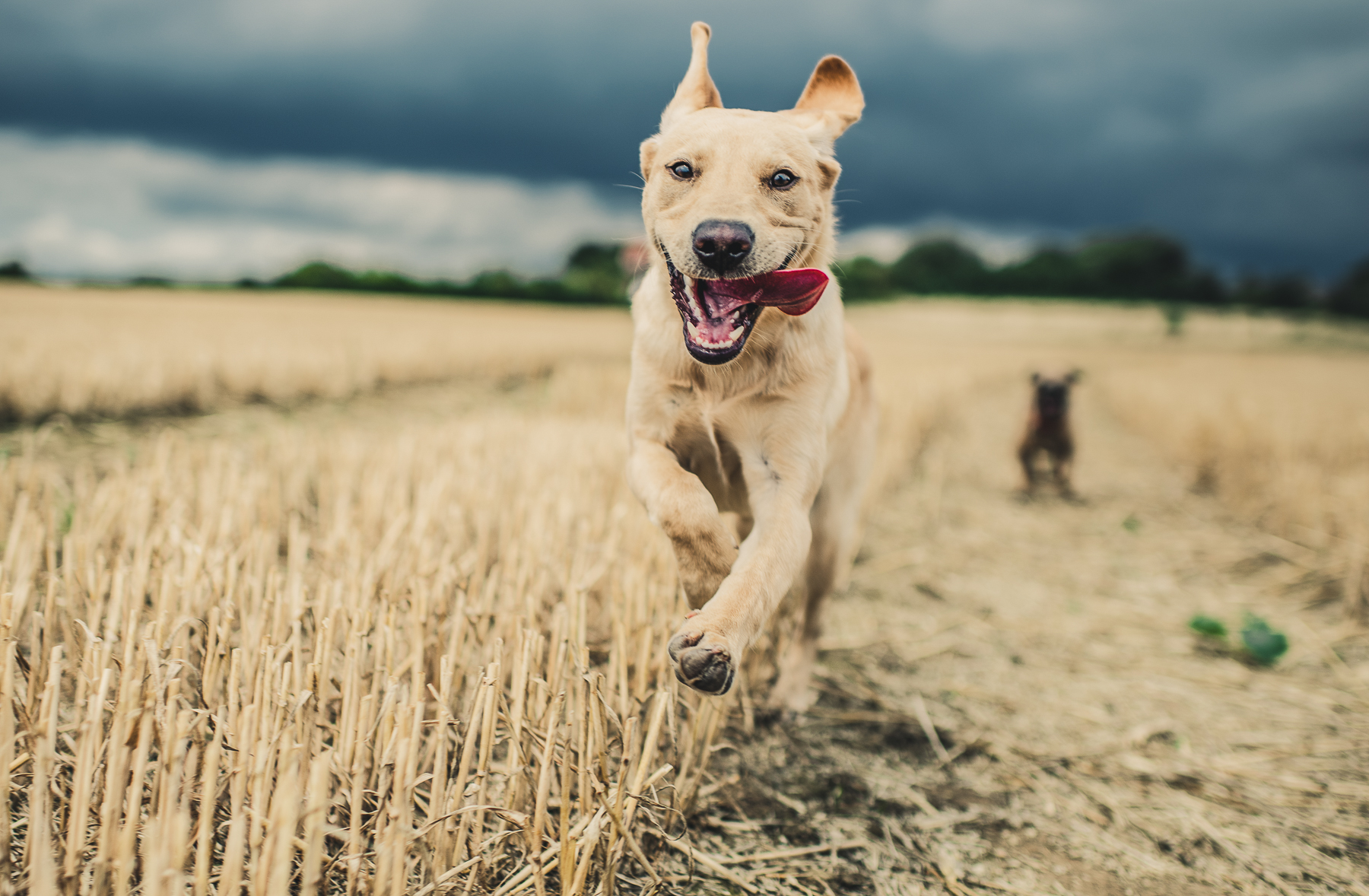 dog being chased through field