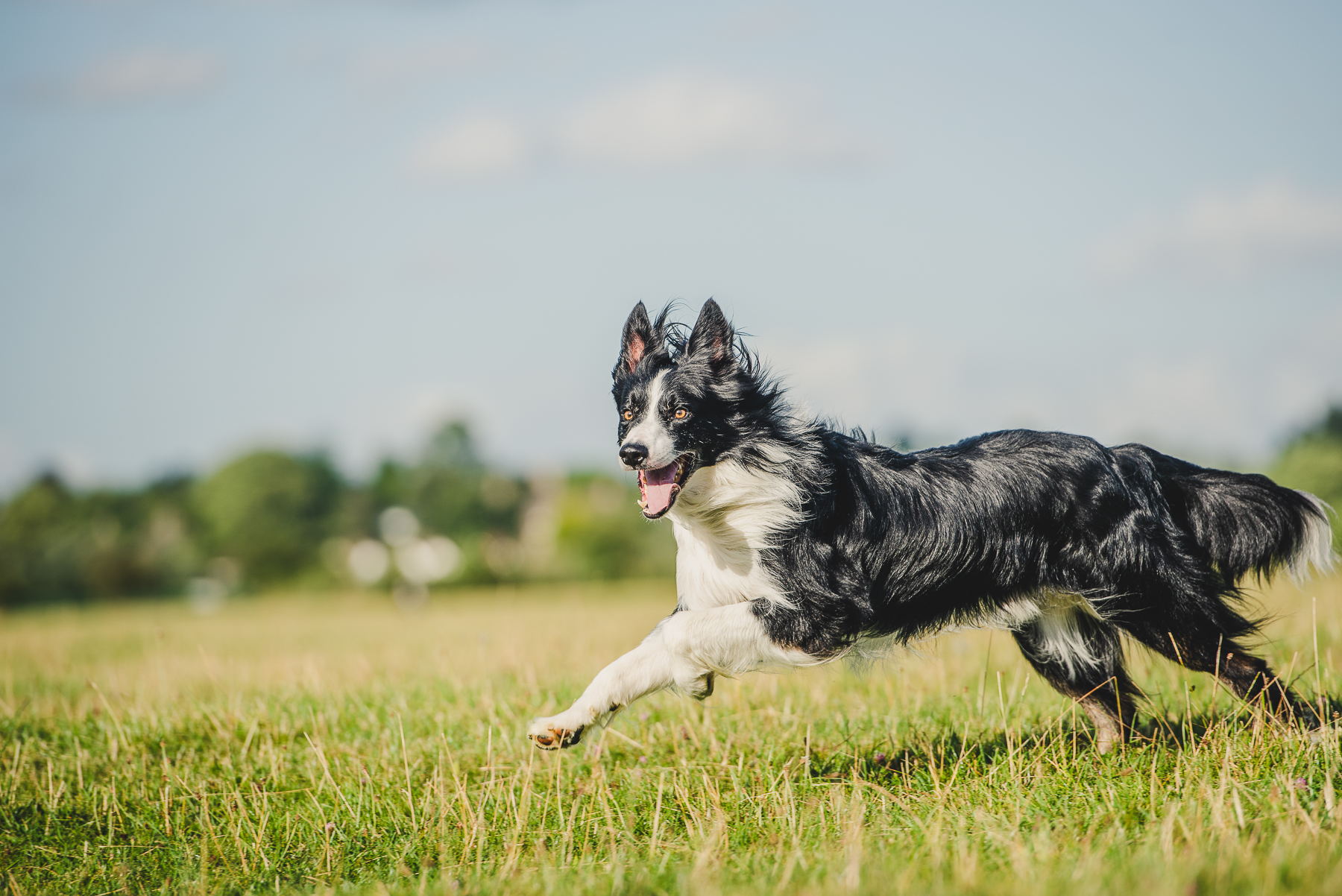 Border collie running through green field